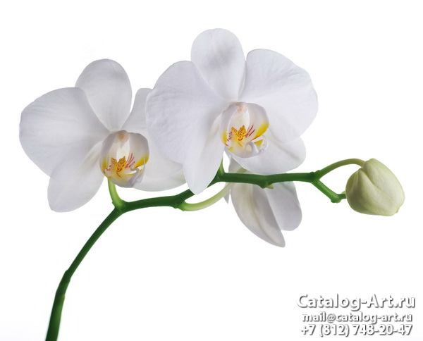 White orchids 49